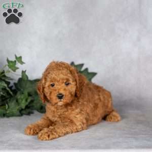Felix, Miniature Poodle Puppy
